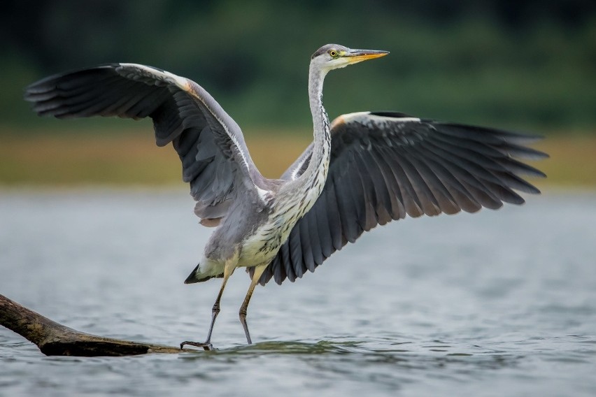 Czapla siwa (z cyklu Ptaki Zbiornika Dobczyckiego)