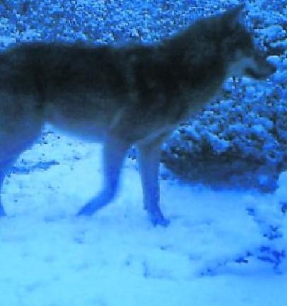 Samotnego wilka z SPN w zimowych pejzażu  sfotografowano dzięki  fotopułapce. Na razie jeszcze nie zrobiono zdjęć rysiowi.