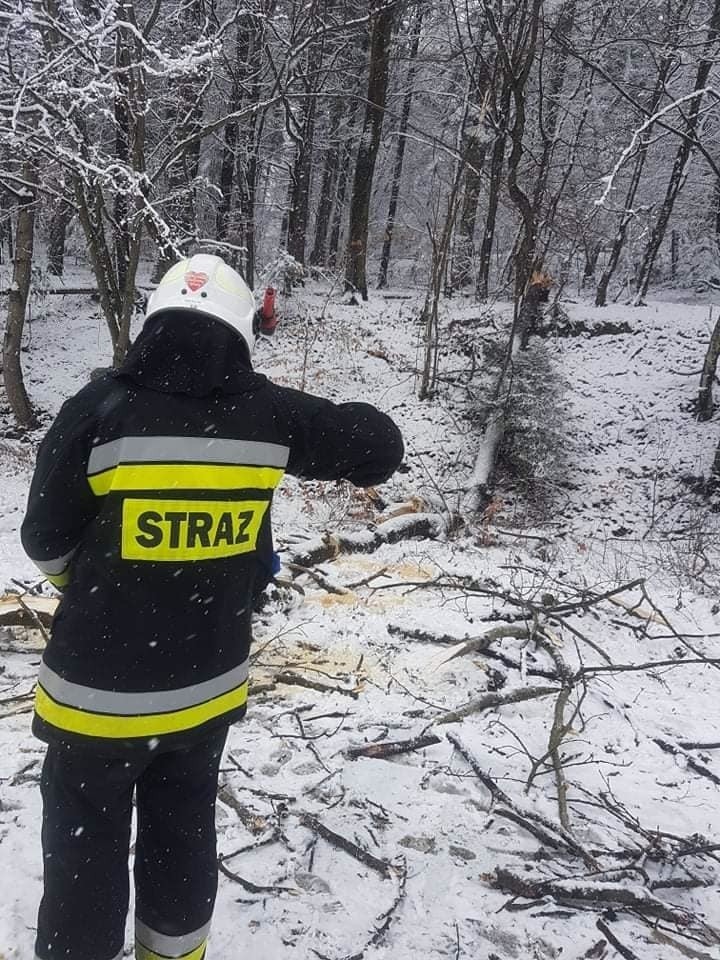 Strażacy walczą z zimowymi utrudnieniami. Powalone drzewo w Białym Kościele