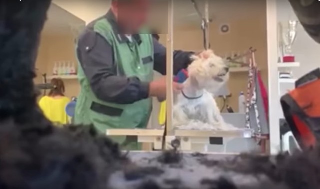 Szokujące nagranie z psiego salonu w Częstochowie. Tak postępuje znany psi fryzjer?