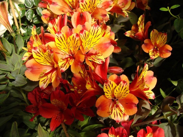 Alstremerie mają przepiękne kwiaty - są bardzo trwałe i kolorowe. Mogą być ozdobą tarasów i ogrodów.