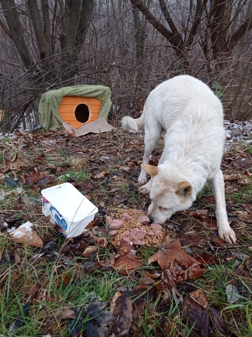 Pies mieszkała w lesie i tam też zginął, choć dostał ciepły...