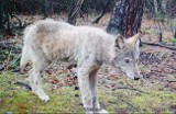 Los wilków ze Swarzędza wciąż niepewny. Jest zgoda na odstrzał, nie ma wniosku o odłowienie zwierząt. "Nikt nie zamierza się spieszyć"