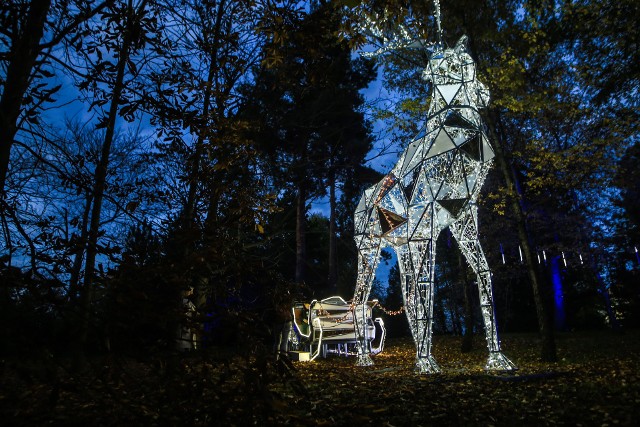 Iluminacje świetlne w Ogrodzie Dendrologicznym w Poznaniu wyglądają niesamowicie! Zobacz więcej zdjęć --->