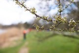 Pogoda na wiosnę 2023. Kiedy będzie ciepło? IMGW wyjaśnia, czemu kwiecień był do tej pory wyjątkowo zimny 11.06.2023