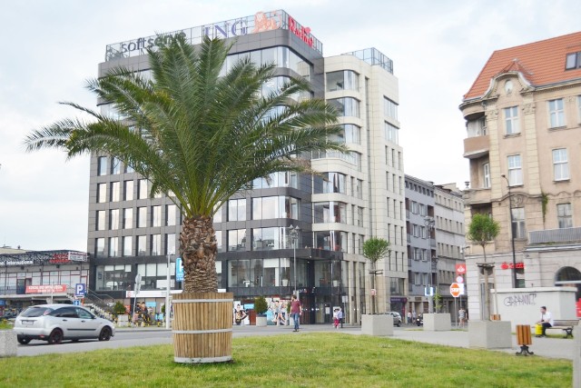 Palmy stanęły w Gliwicach na ulicach. Tak będzie całe lato.