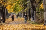 Kraków. Grabić liście będą tylko w wybranych miejscach. Dlaczego?