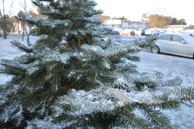 W drugi dzień świąt Bożego Narodzenia lekko sypnęło śniegiem. To i tak wydarzenie, bo od lat w te święta nie spadł nawet jeden płatek śniegu.Śniegu nie było wiele, ale to już wystarczyło, żeby mieć namiastkę białych świąt Bożego Narodzenia.Na zdjęciu oszroniona jodełka na osiedlu w Stalowej WoliZOBACZ WIĘCEJ NA KOLEJNYCH SLAJDACH>>>