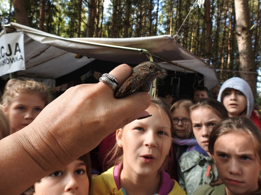 70 ornitologów z powiatu ostrowskiego wzięło udział Akcji...