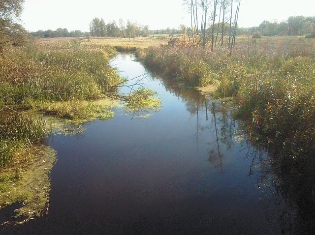 Spływy kajakowe z Białowieży do Narewki po rzece o tej samej nazwie (na zdjęciu) mogłyby cieszyć się dużą popularnością