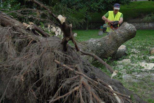 Robotnicy usuwają przewrócone drzewo.