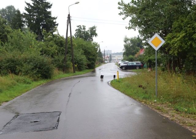 Na ulicy Gdyńskiej w Radomiu biegają bez opieki psy.