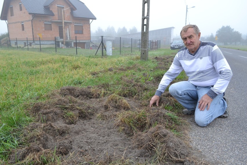 Dziki w Rybniku coraz bardziej dzikie. Boguszowice się boją