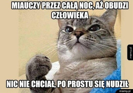 Międzynarodowy Dzień Kota