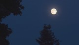 Pełnia Księżyca 2018 to pełnia Bobrzego Księżyca. Co to znaczy? [Beaver Moon]