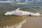 Martwy wieloryb na plaży Mierzei Wiślanej 20.07.2018. Zwierzę znalezione w Kątach Rybackich ma około 5 metrów długości i waży 3 tony