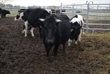 Wolne krowy z Ciecierzyc mają wady. Wolnych krów jest coraz mniej. Sytuacja ze stadem jest patowa