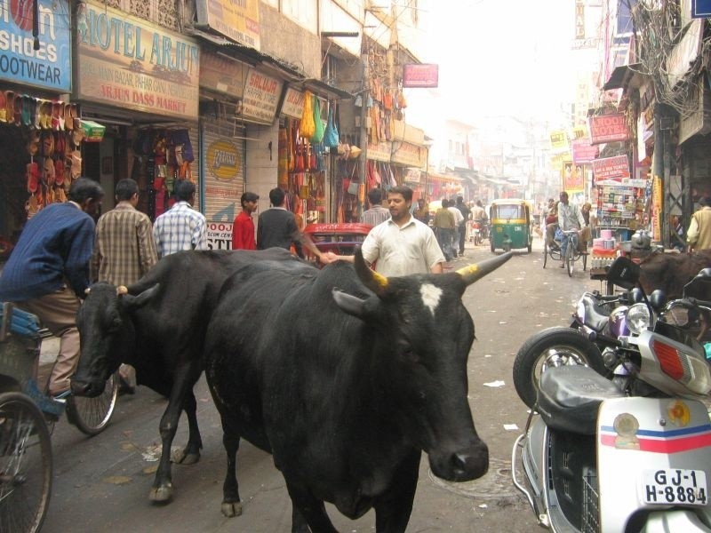 Na pólnocy Indii krowy chodzą gdzie chcą - na przyklad na...