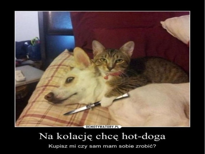 Memy o psach i kotach, czyli śmieszne zwierzaki! Żyć jak pies z kotem, każdy to zna! MEMY 03.07.2024