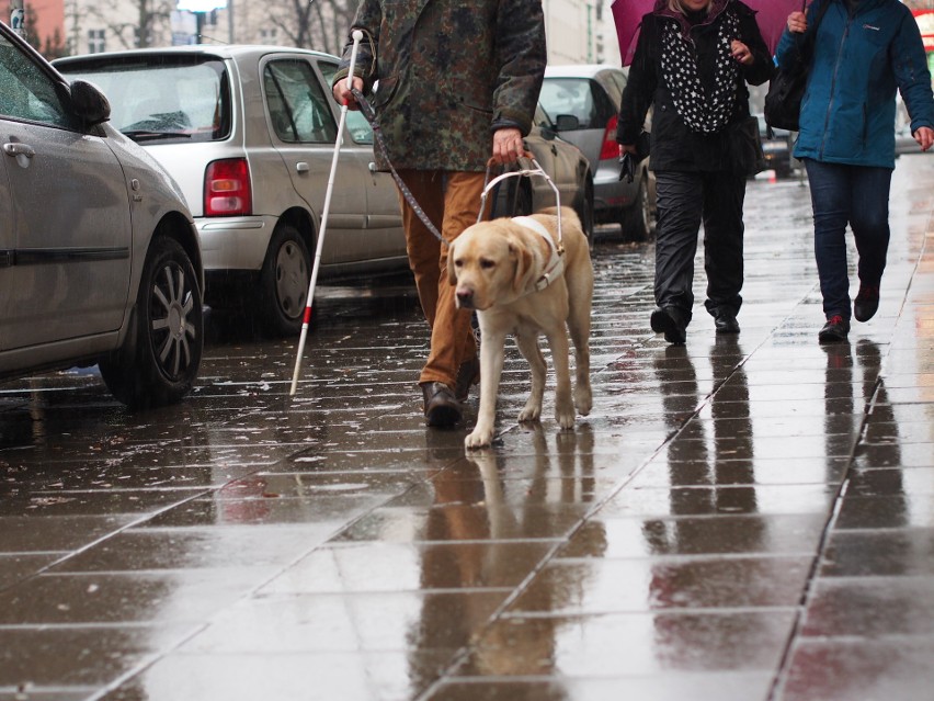 Fundacja Labrador Pies Przewodnik od 2005 roku wyszkoliła 61...