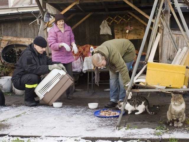 Koty, które przed tygodniem zostały wyłapane przez pracowników schroniska, wróciły już na działkę przy ul. Podgórnej.  