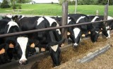 Farma Mleka z Poznania namawiała do inwestycji w bydło mleczne. Oszukiwała konsumentów. Sprawą zajął się UOKiK