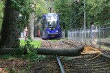 Ogromna gałąź runęła przed tramwaj jadący przy parku Szczytnickim we Wrocławiu [ZDJĘCIA]