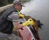 Nurkowie sprzątali kąpielisko Bolko w Opolu
