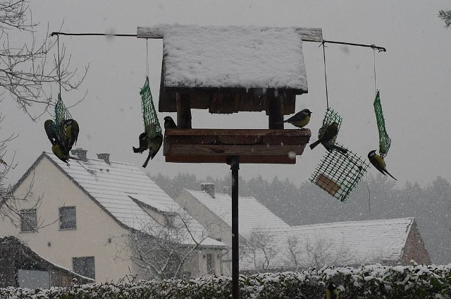 Jeden z naszych Czytelników, Rajmund Ociepa, regularnie przysyła zdjęcia przyrody, które często fotografuje. Tym razem jego oko uchwyciło pierwszy śnieg, a także lubuską przyrodę przykrytą białą pierzynką. Zresztą... zobaczcie sami!WIDEO: Przygotowujemy rośliny na przyjście zimyŹródło: Dzień Dobry TVN/x-news