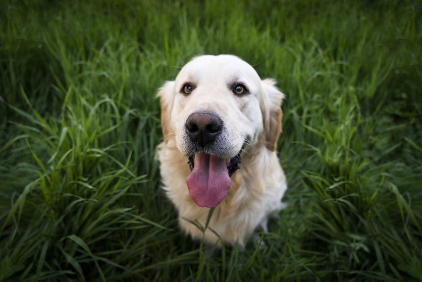 Golden retriever jest łagodny, towarzyski, przyjazny, pewny...