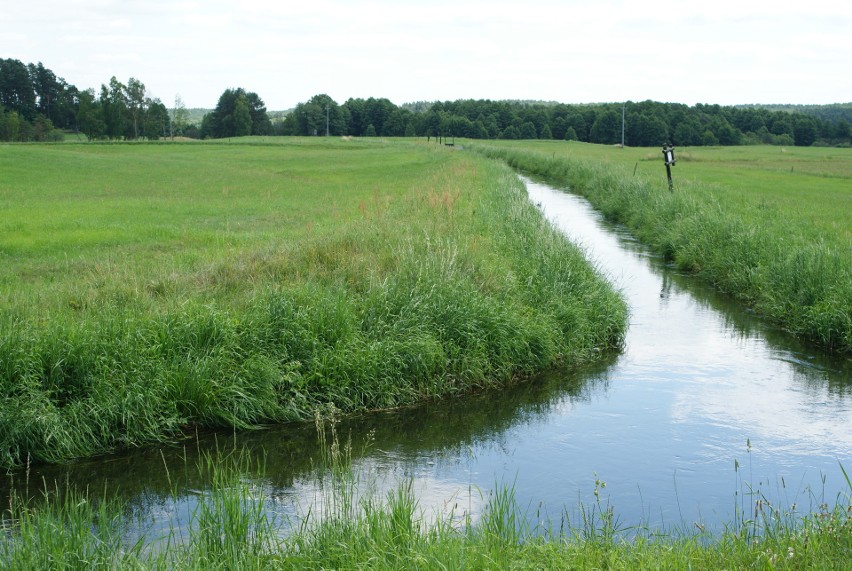 Łąki w okolicach Laski zasilane są wodą z rzeki Kłonecznicy,...