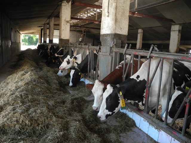 Podlascy producenci mleka muszą zapłacic łącznie 171 mln zł kary