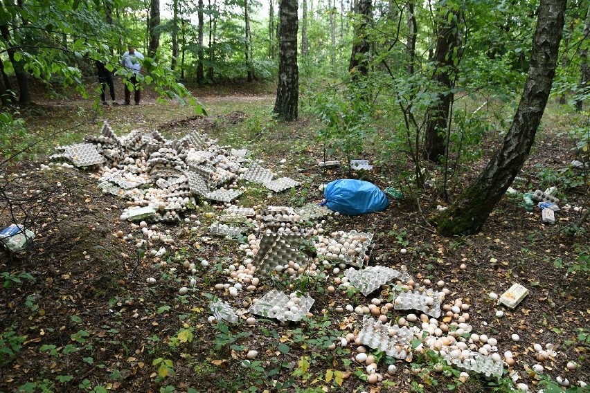 Niesamowity smród w lesie koło Micigozdu. Ktoś wyrzucił tam tysiące jaj!