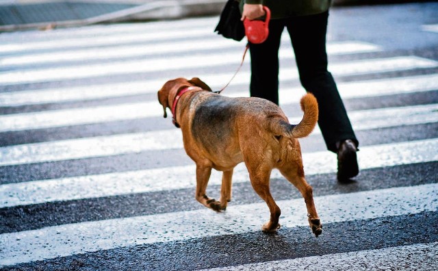 Kiedy przechodzimy z psem przez ulicę, jego nos znajduje się na wysokości rur wydechowych samochodów.
