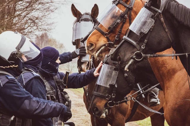 W obecnej strukturze częstochowskiego oddziału konnej policji służbę pełni w nim 11 policjantów-jeźdźców i 12 koni służbowych. Trwa rekrutacja do konnej służby na Śląsku.