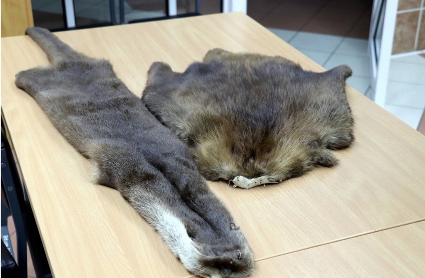 Stół, na którym ułożona jest skóra wydry i skóra bobra