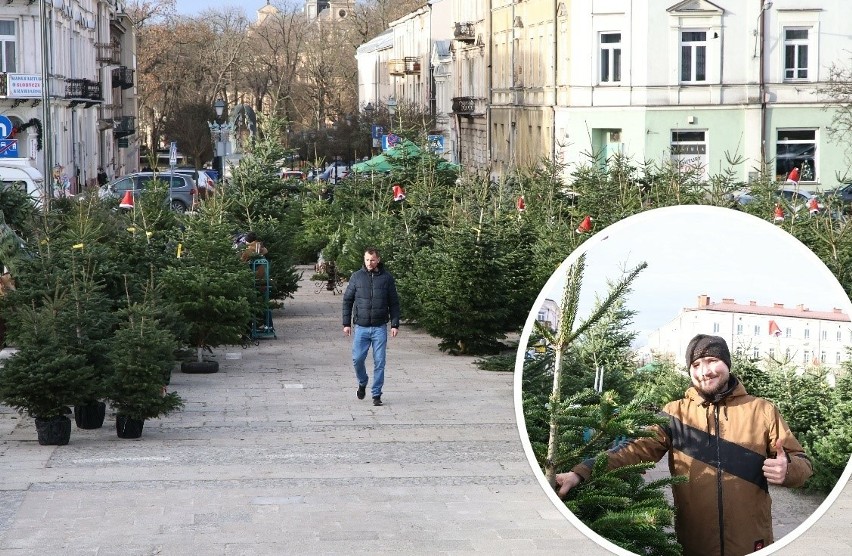 Zobaczcie drzewka świąteczne, które można kupić na Placu...