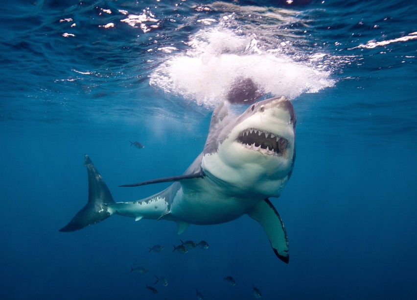 Co roku dochodzi do ataków rekinów na ludzi, choć ryzyko...