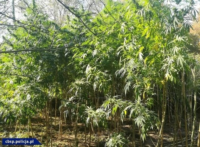 Policjanci ustalili, że z uprawianych w zagajniku roślin można było wytworzyć ponad 23 kg marihuany o czarnorynkowej wartości ponad 700 tys. zł.
