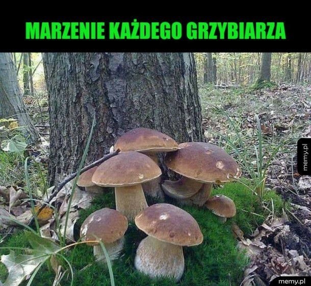 MEMY o grzybiarzach! Grzybobranie na wesoło.