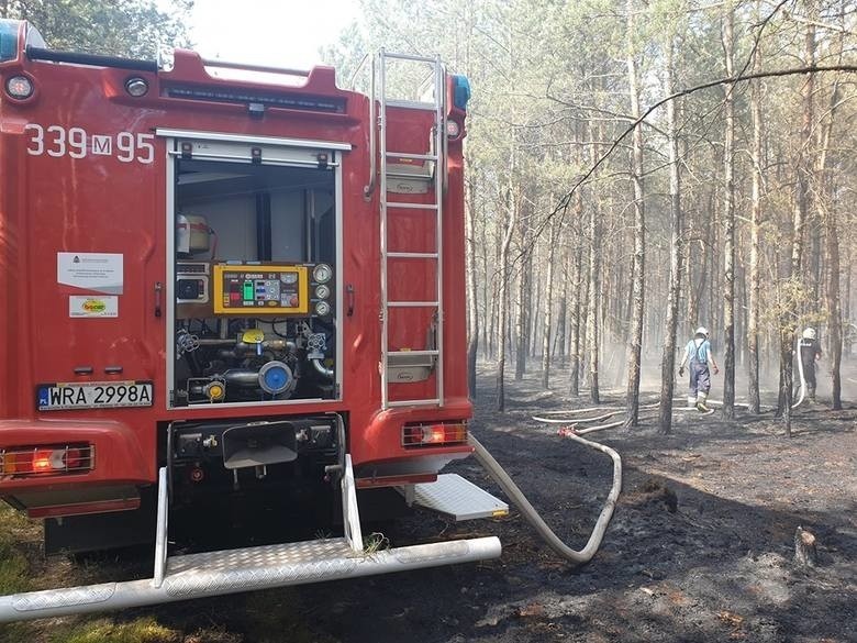 Tylko w ubiegłym roku spaliło się około 85 hektarów lasów, a...