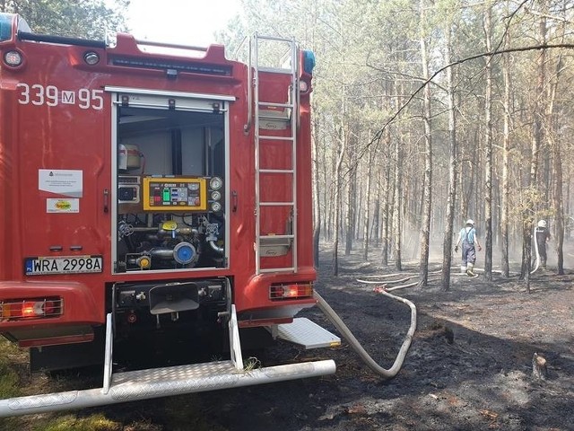 Tylko w ubiegłym roku spaliło się około 85 hektarów lasów, a w jednym z największych pożar objął 65 hektarów.