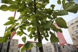 Miasto wyda 3,5 mln złotych na zieleń. Gdzie i kiedy zostaną posadzone nowe drzewa i krzewy we Wrocławiu?