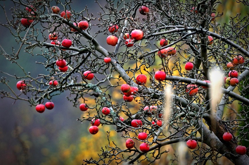 Jabłka wzmacniają odporność całego organizmu oraz polepsza...