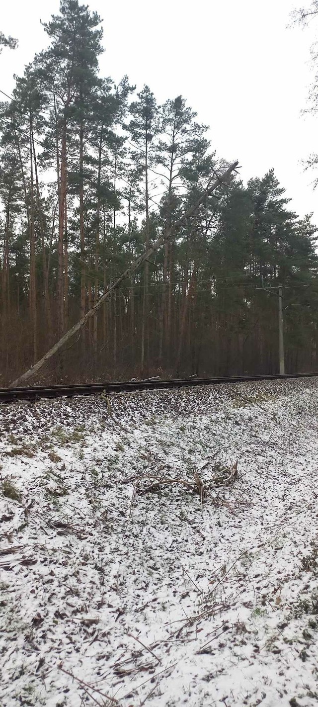 Powalone drzewo uszkodziło sieć trakcyjną pod Wrocławiem. Są utrudnienia