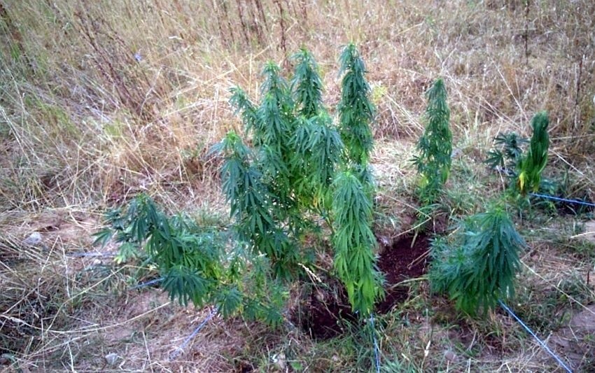 Kuźnica. Pomysłowy wnuczek uprawiał konopie (zdjęcia)