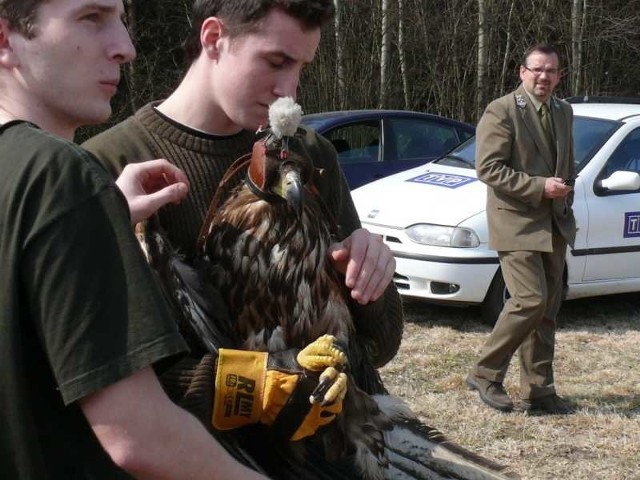 Uczniowie z techniku leśnego w Zagnańsku zwracają ptakowi wolność.