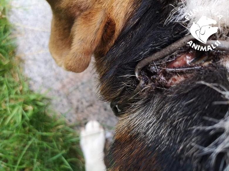 Pies miał łańcuch wrośnięty w szyję. Do 5 lat więzienia grozi właścicielom, którzy staną przed sądem