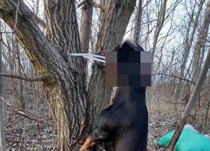 Makabryczne znalezisko na Wrotkowie. Ktoś powiesił psa na drzewie, policja poszukuje sprawcy 