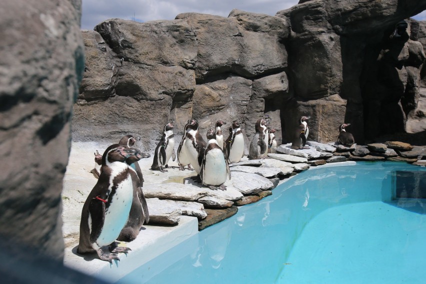 Pingwiny ze śląskiego zoo...